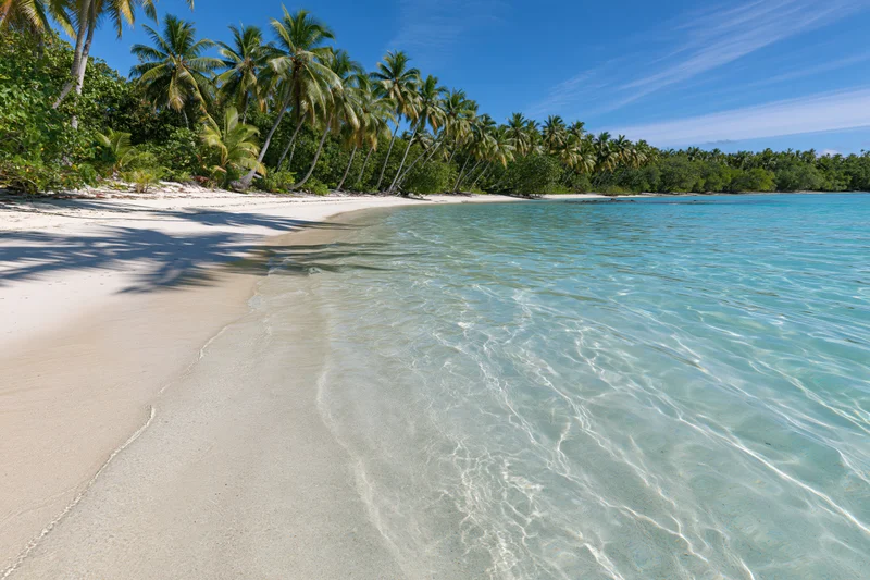 Clear turquoise water meeting white sand beach lined with palm trees under blue sky