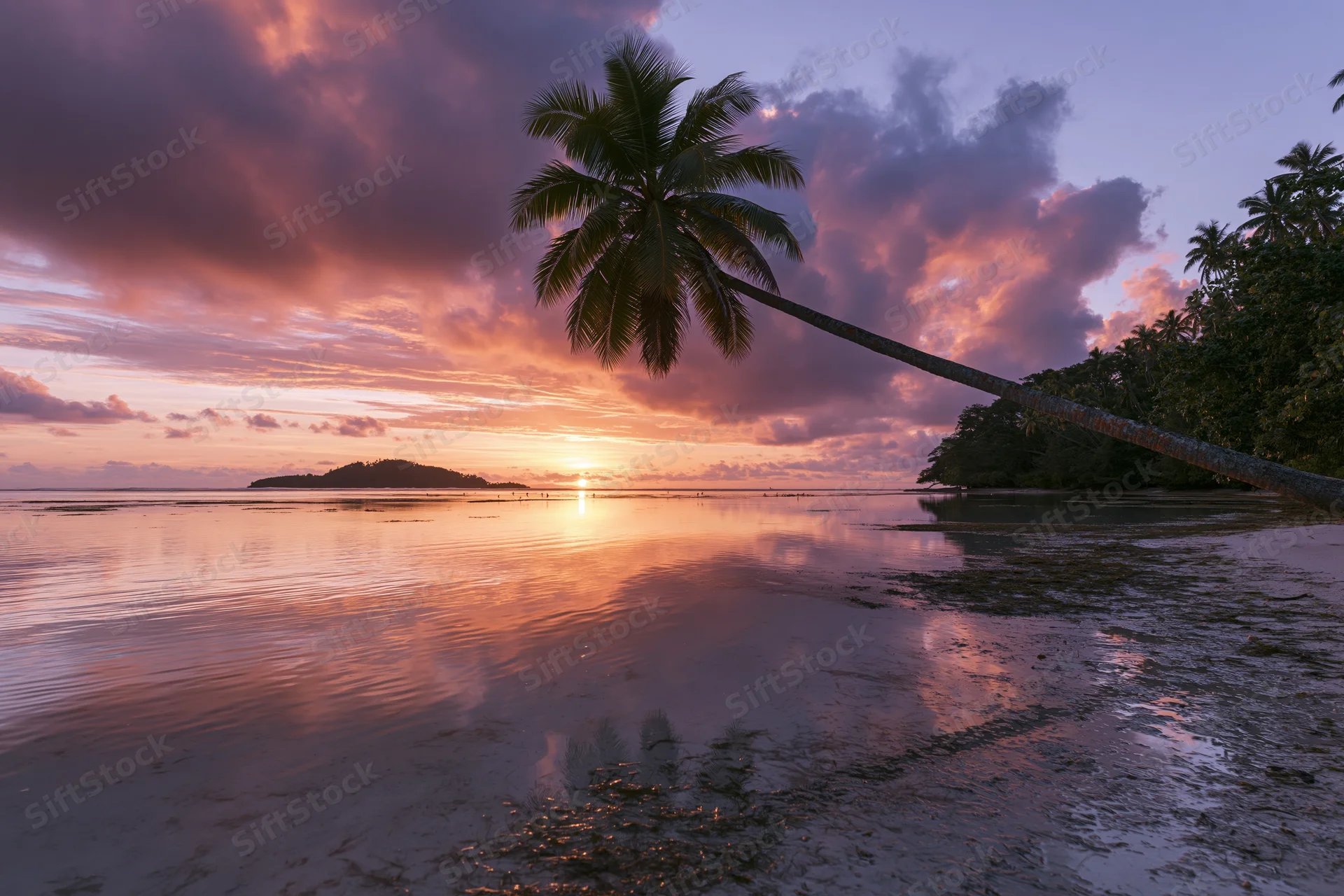 Sunset over tropical beach with palm tree leaning over calm ocean water reflecting pink and orange sky