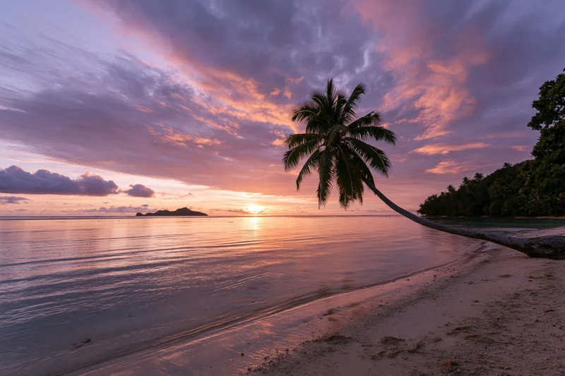 Palm tree leaning over sandy beach at sunset with calm ocean and colorful sky