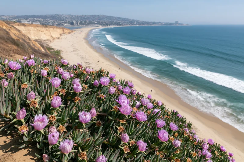 Purple flowers growing on a sandy cliff overlooking a beach and ocean waves