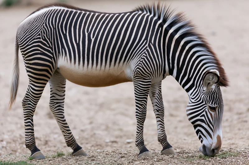 Grevy zebra grazing on dry ground in savanna habitat