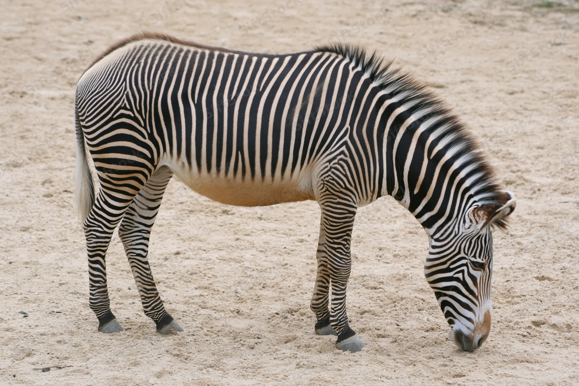 Zebra grazing on sandy ground in natural habitat