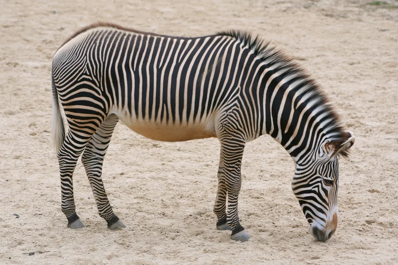 Zebra grazing on sandy ground in natural habitat