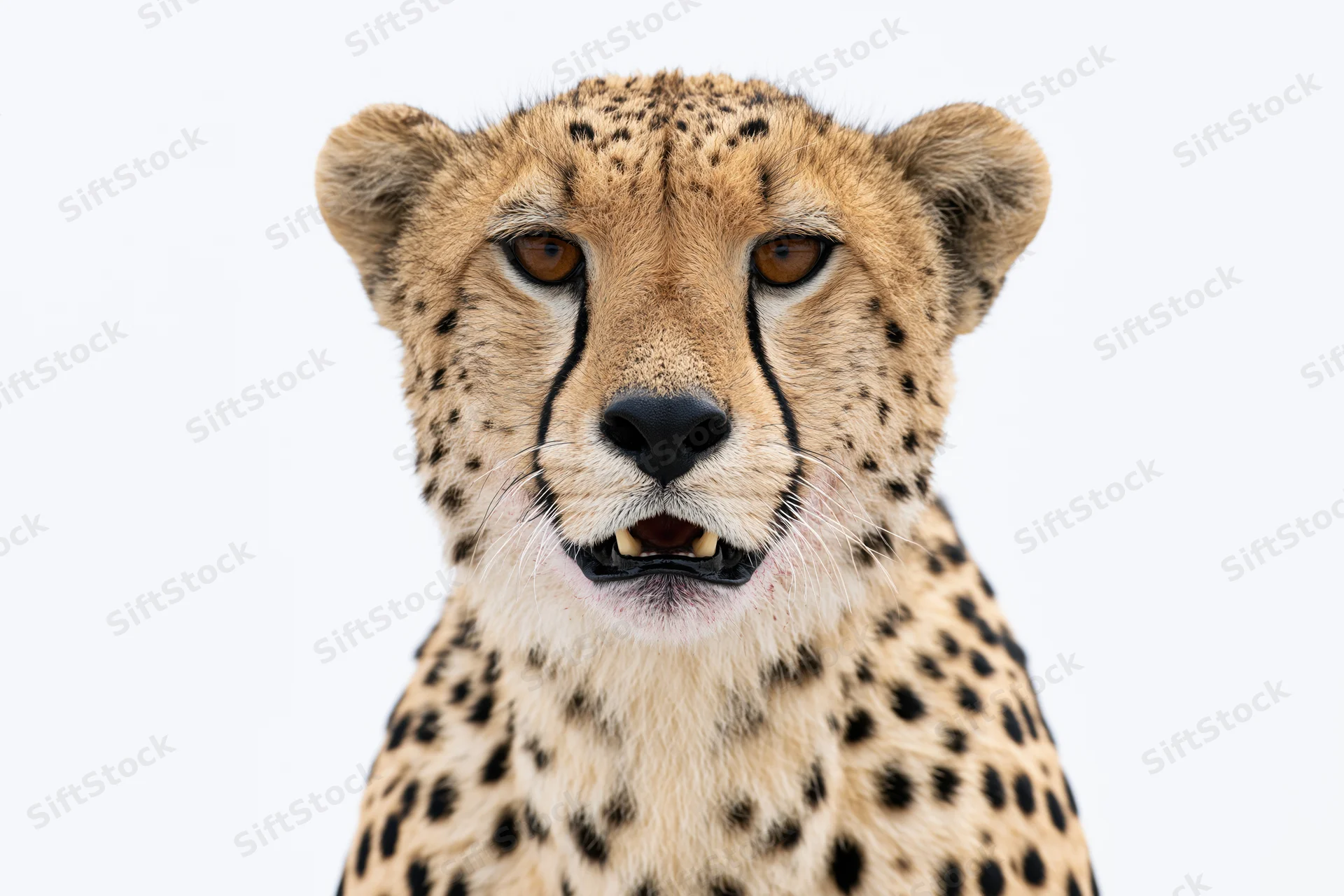 Cheetah facing camera with mouth slightly open in close-up portrait