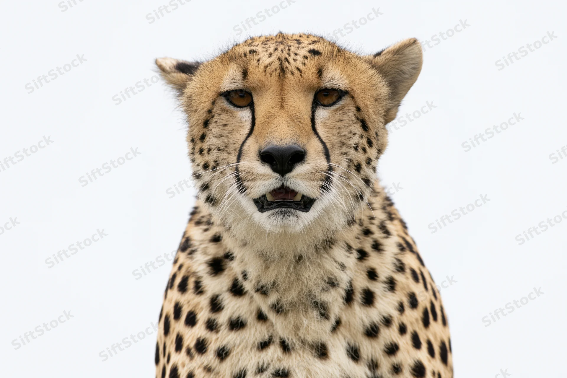 Cheetah facing camera with mouth slightly open in close-up portrait against white background