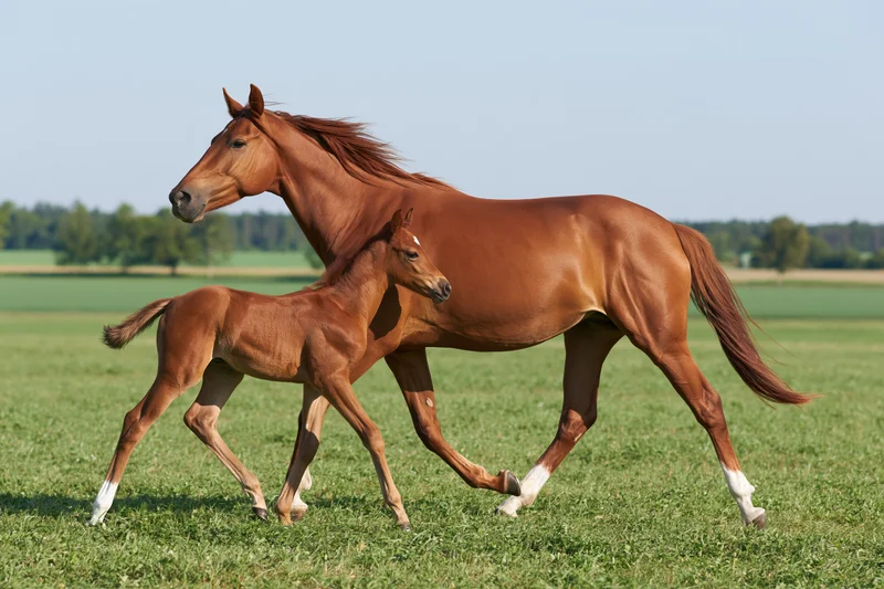 Chestnut mare and her foal trotting together across a green pasture