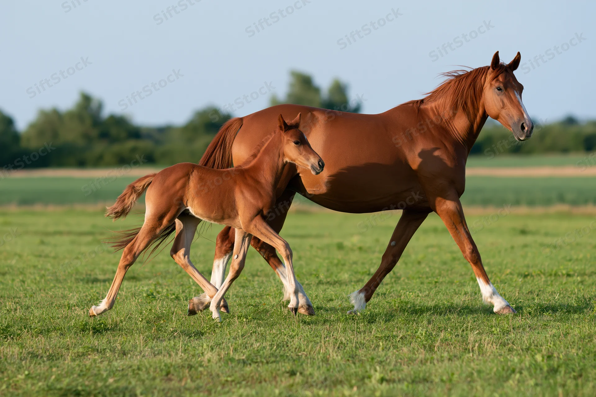 Chestnut mare and her foal trotting across a green pasture