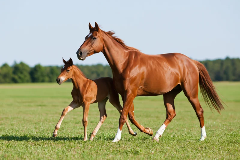 Chestnut mare and her foal trotting across a green pasture