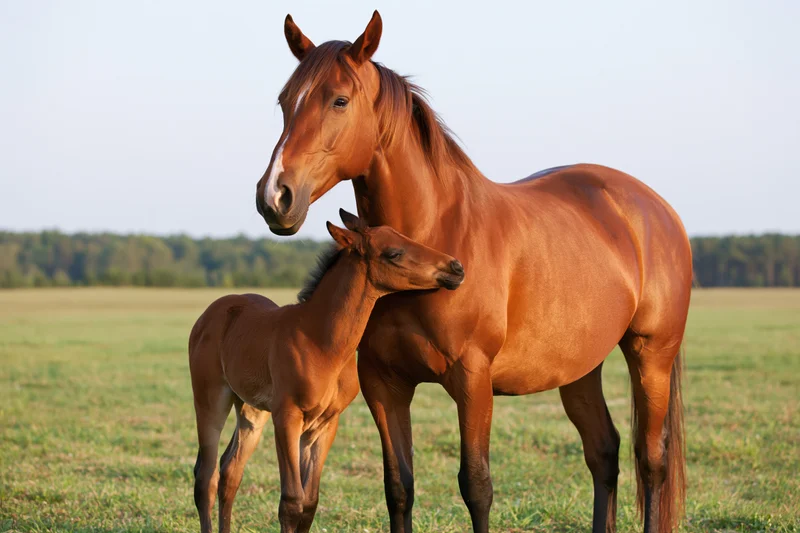 Chestnut mare standing with her foal in a grassy pasture