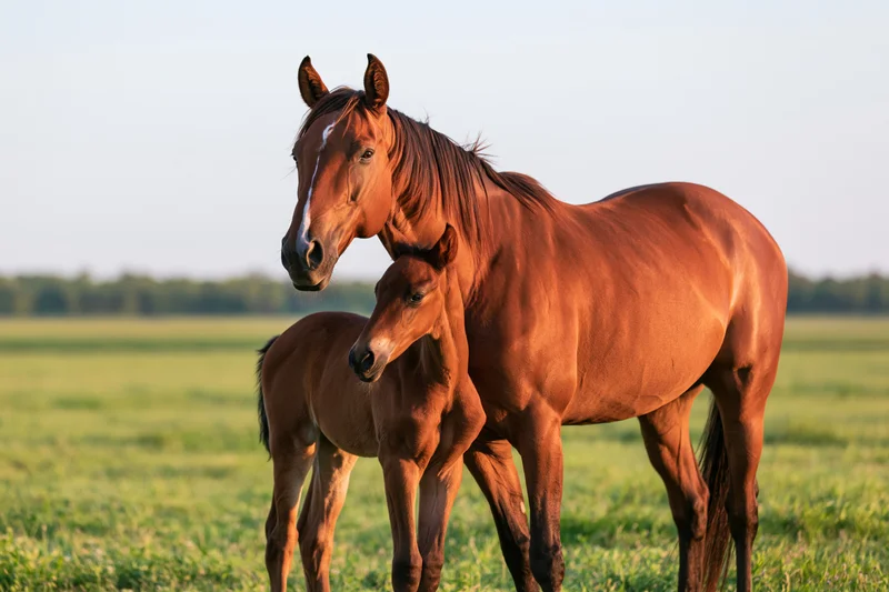 Chestnut mare standing with her foal in a grassy pasture