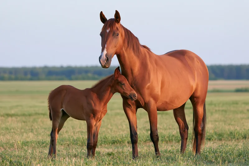 Chestnut mare standing with her foal in a grassy pasture