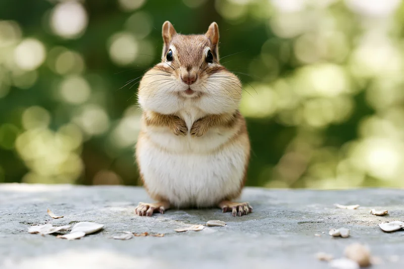 Chipmunk with puffed cheeks sitting upright on a grey stone surface in a sunlit forest setting