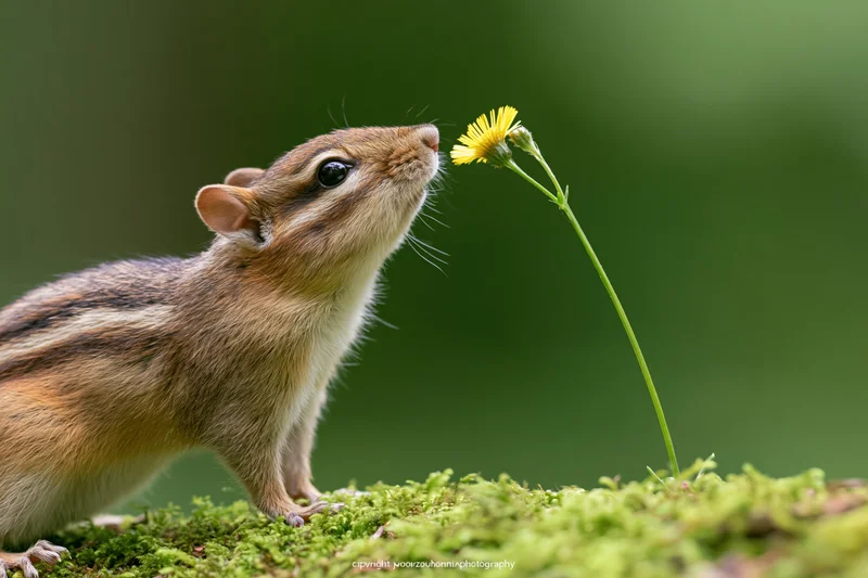 Chipmunk sniffing a yellow flower on a mossy log in a forest setting