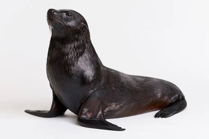 Dark-coated california sea lion resting upright on white background