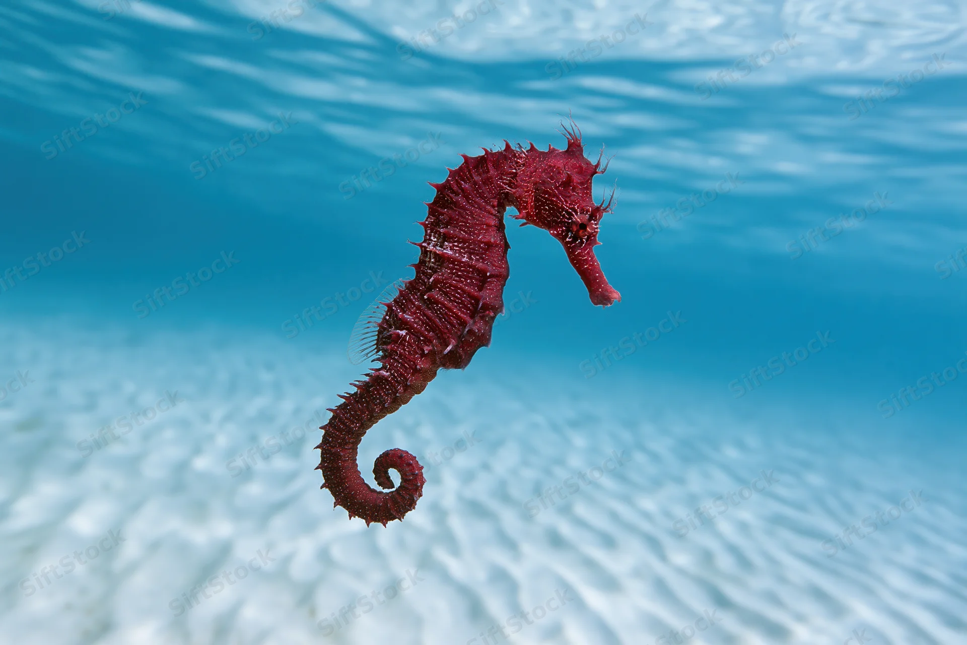 Deep red seahorse swimming in clear blue ocean water above sandy seabed