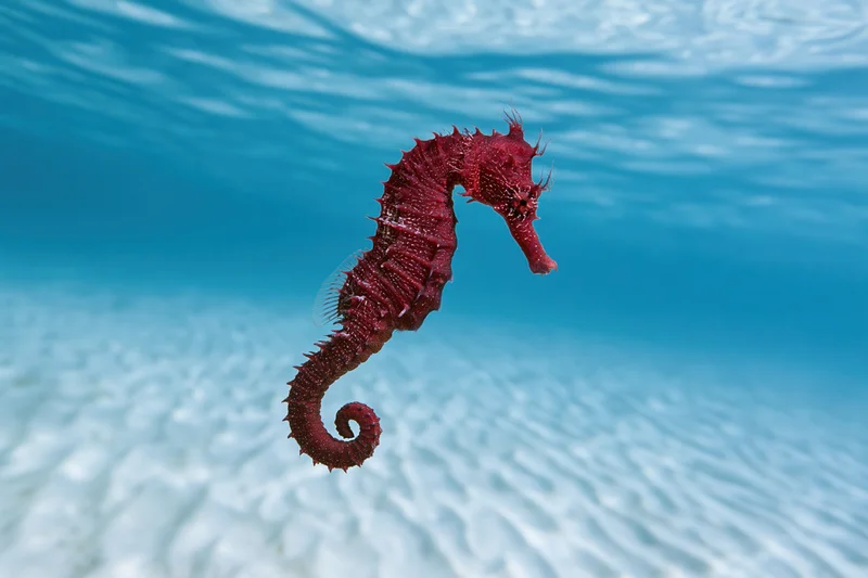 Deep red seahorse swimming in clear blue ocean water above sandy seabed