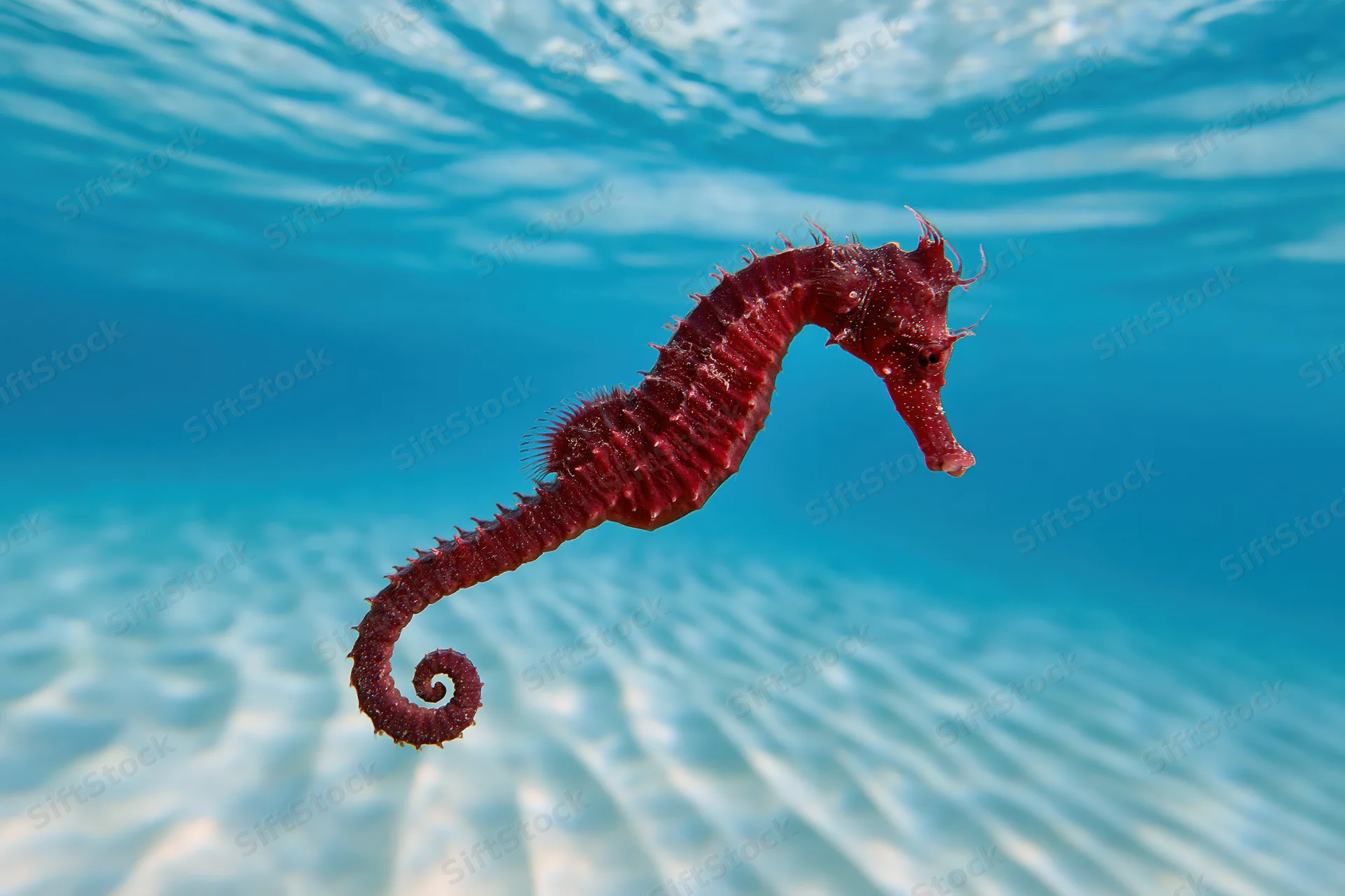 Deep red seahorse swimming underwater with curled tail above sandy ocean floor
