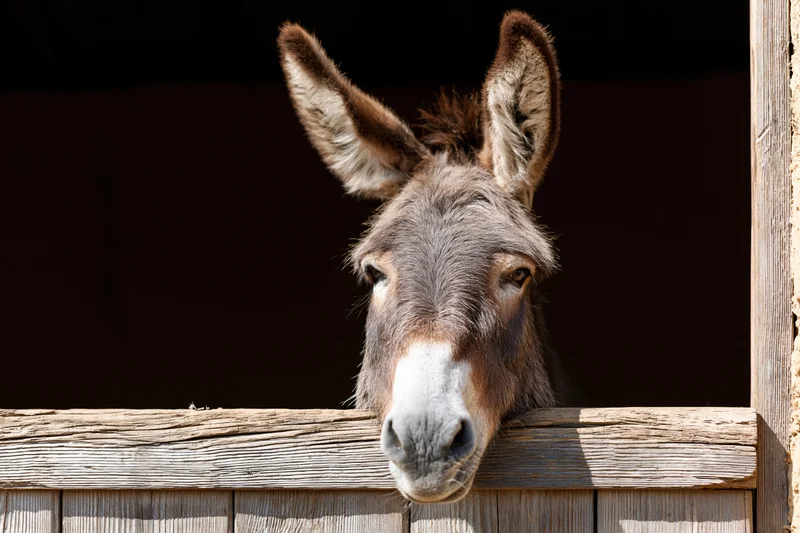 Donkey peering over weathered wooden stable door in sunlight