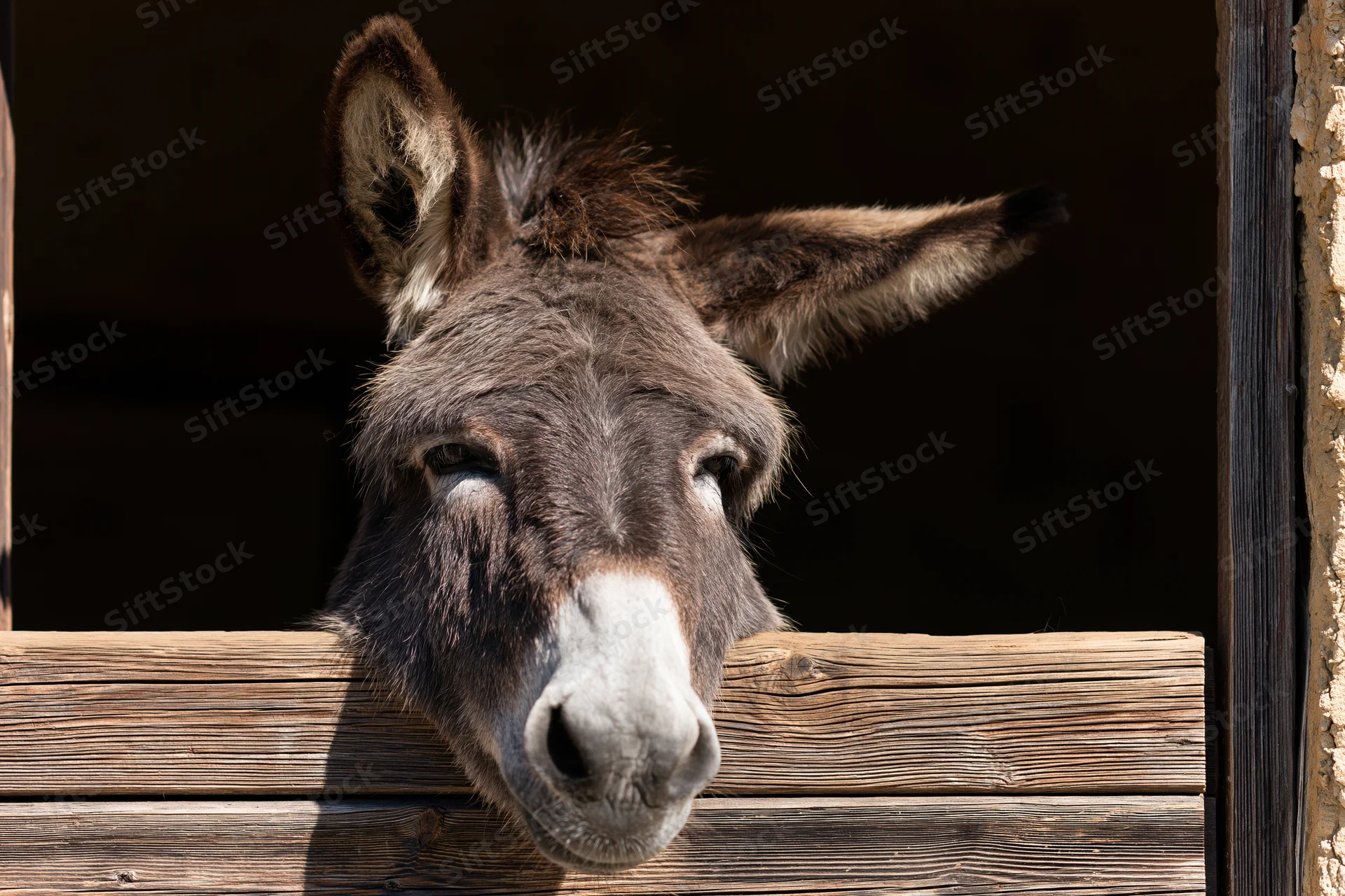Donkey peering over weathered wooden stable door in daylight