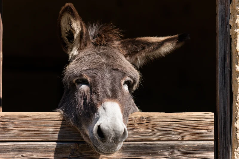 Donkey peering over weathered wooden stable door in daylight