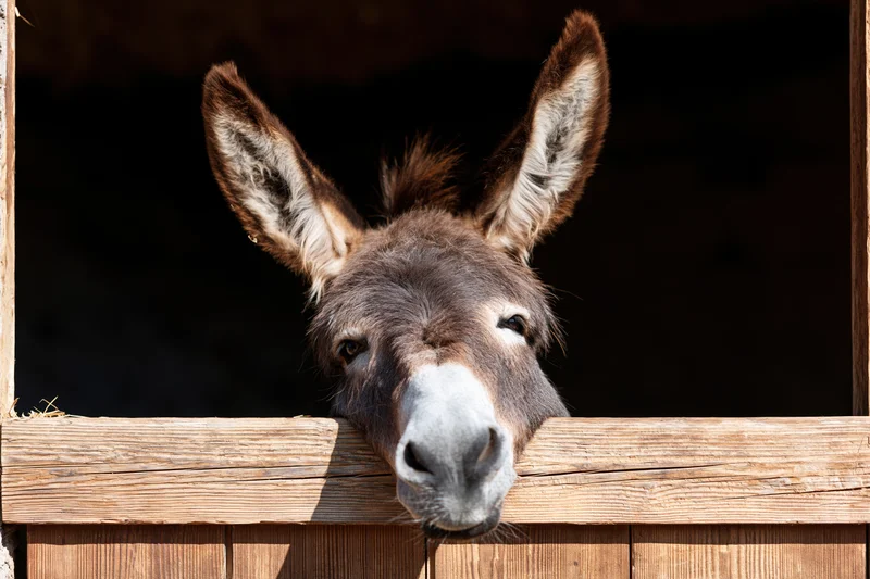 Donkey peering over weathered wooden stable door in barn