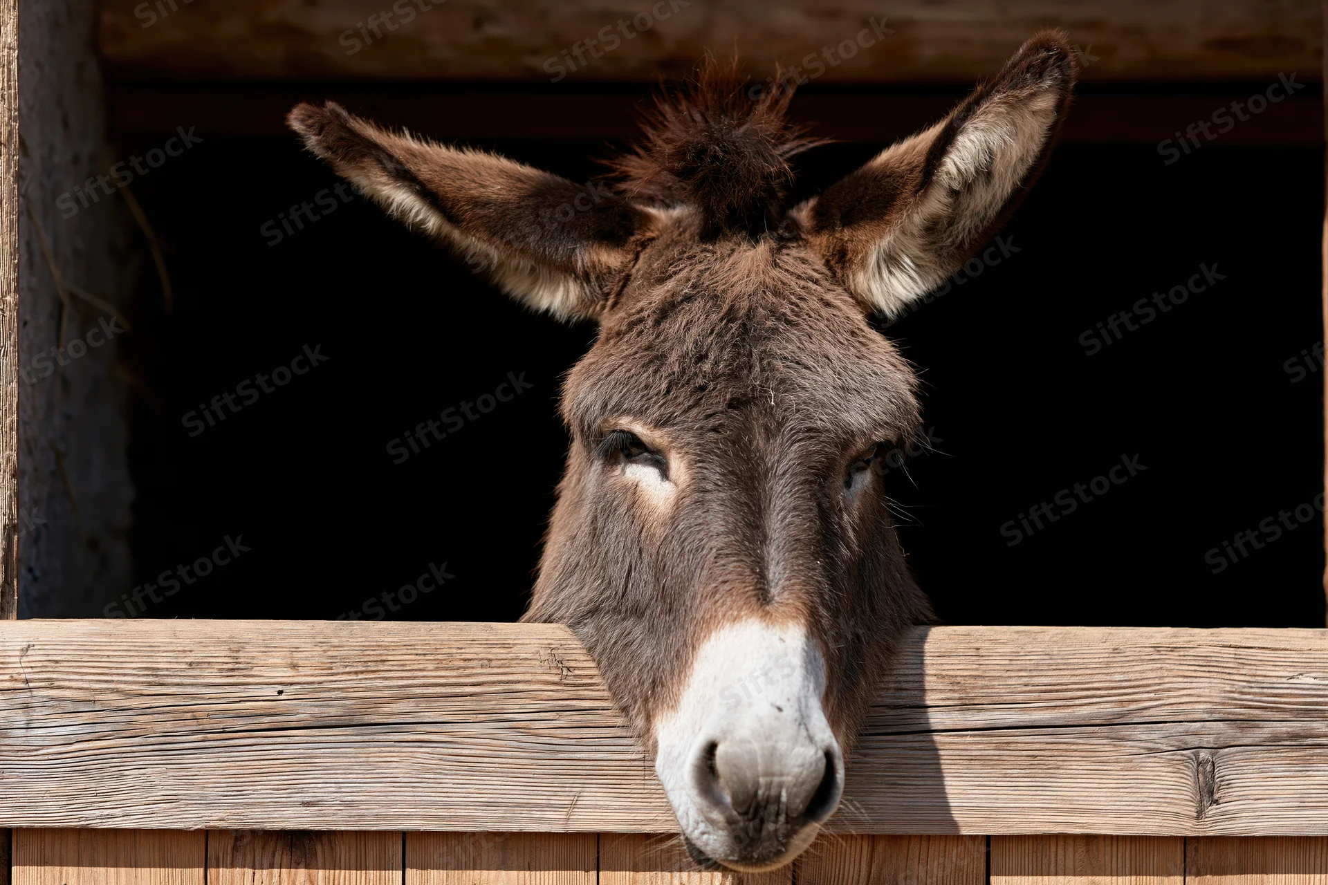 Donkey peering over weathered wooden stable door with head and ears visible