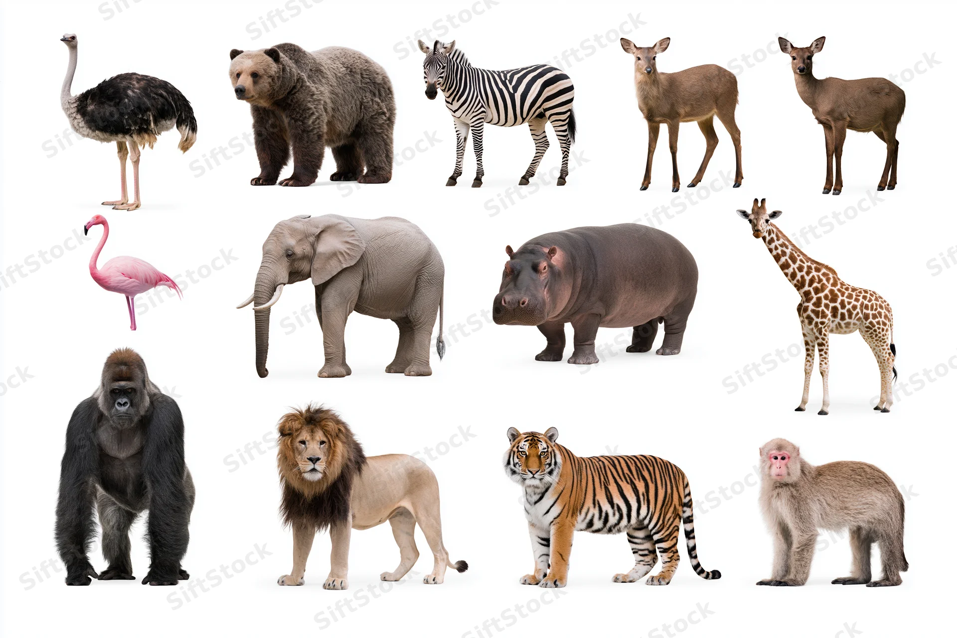 Grid of wild animals arranged in rows against white background
