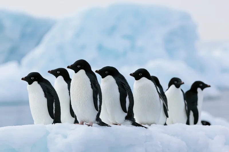 Group of adelie penguins standing clustered on snow in antarctic landscape