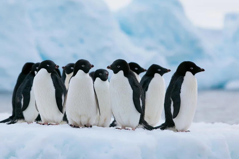 Group of adelie penguins standing together on snowy ice in antarctic landscape