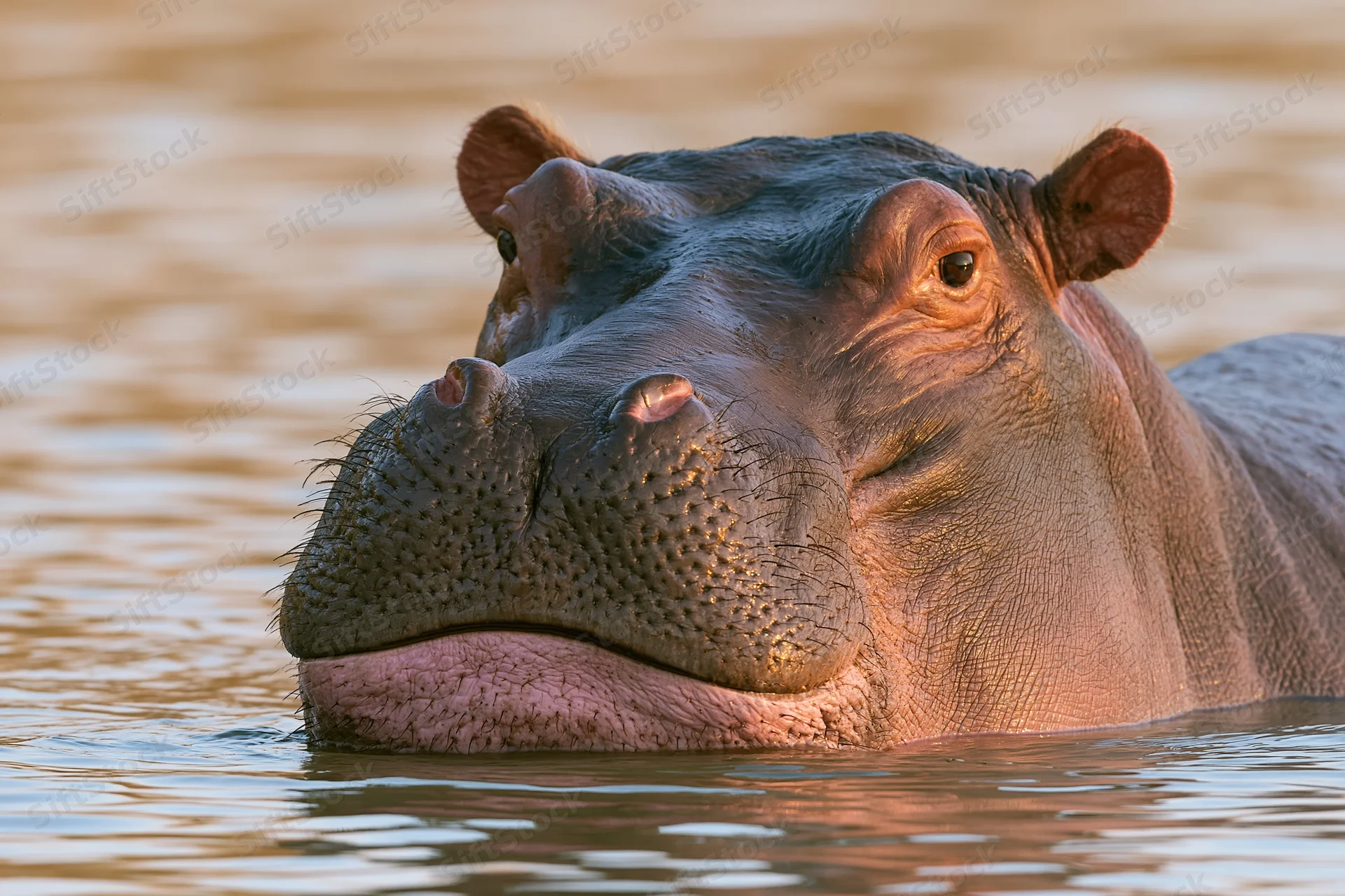 Hippopotamus partially submerged in a river with its head above water during golden hour