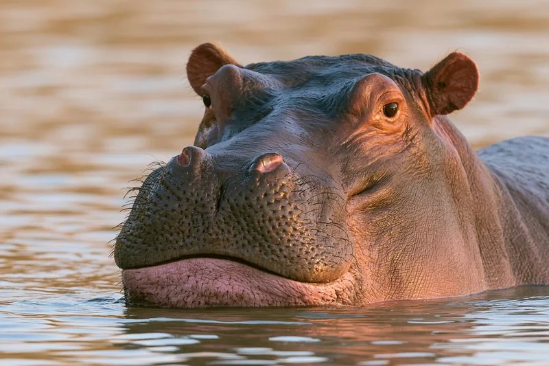 Hippopotamus partially submerged in a river with its head above water during golden hour