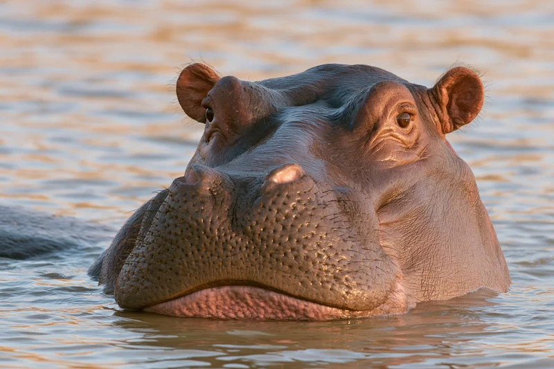 Hippopotamus with head above water in a shallow river