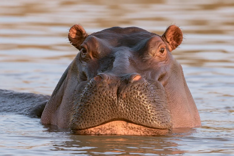 Hippopotamus partially submerged in a shallow river with head above water