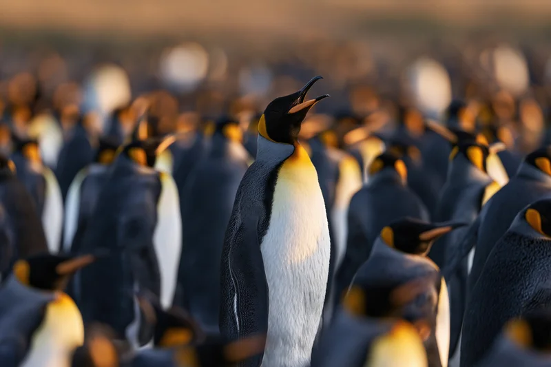 King penguin standing upright with beak open calling out in a dense colony