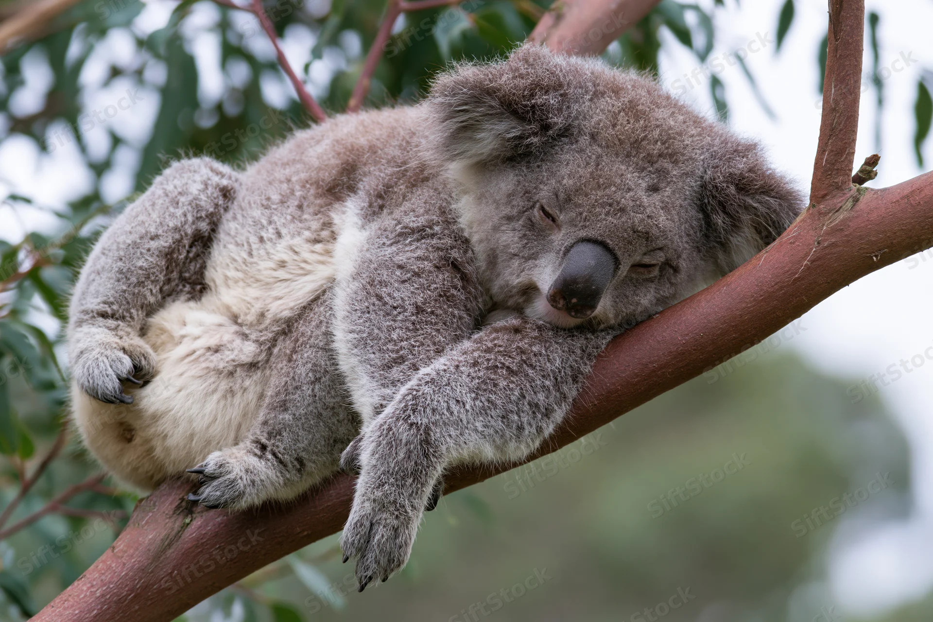 Koala sleeping on a tree branch in a eucalyptus tree