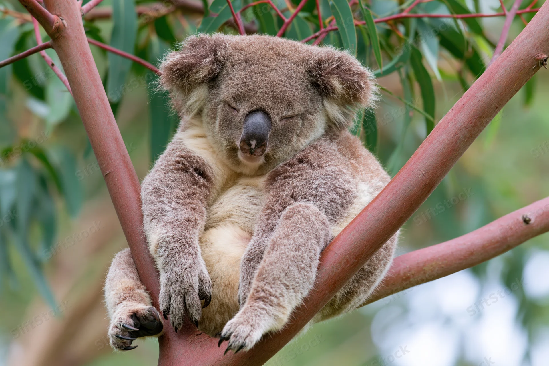 Koala sleeping in the fork of a eucalyptus tree branch