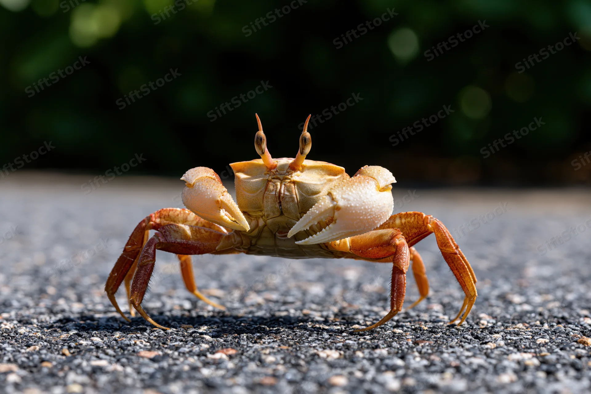 Land crab standing on asphalt pavement with claws raised, close-up view in natural daylight