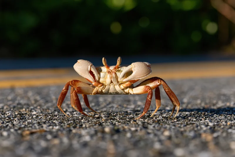 Land crab walking on asphalt pavement with claws raised, close-up view in natural daylight