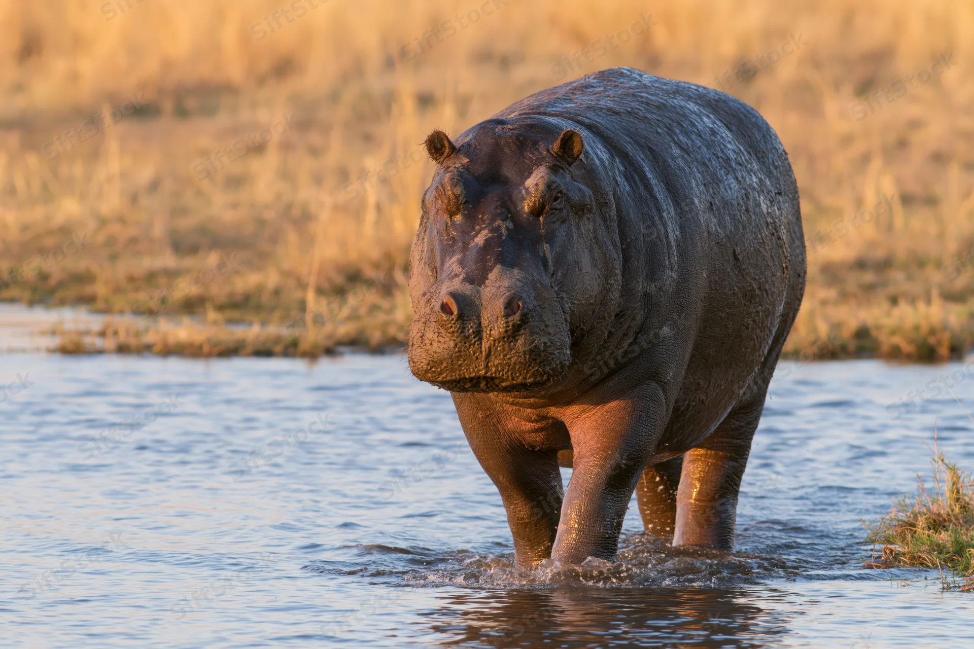 Hippopotamus wading through shallow river water near grassy riverbank