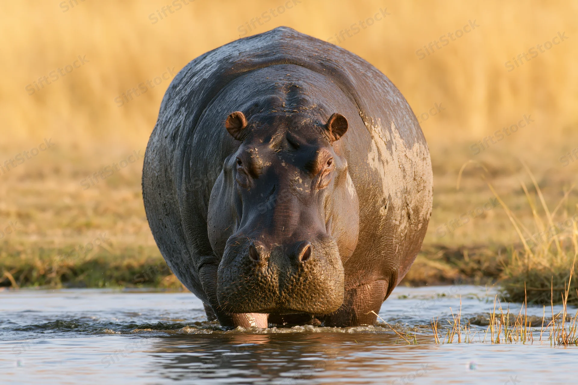 Hippopotamus wading through shallow river water in savanna grassland