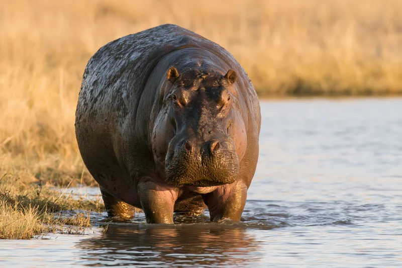 Hippopotamus wading through shallow river water near grassy shore at golden hour
