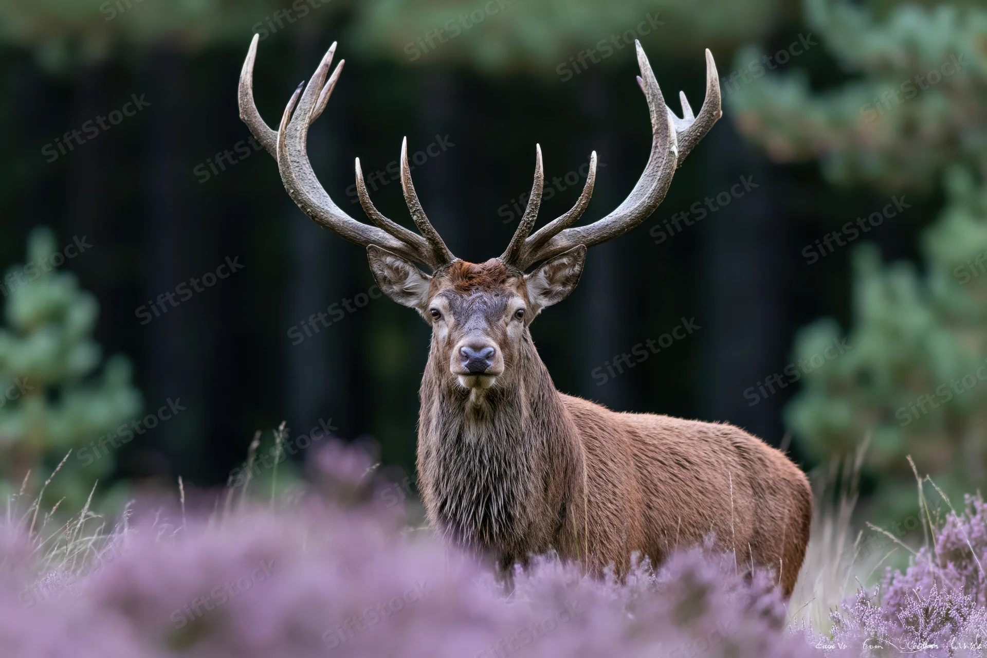 Red deer stag standing alert facing forward in a forest meadow with purple heather in foreground