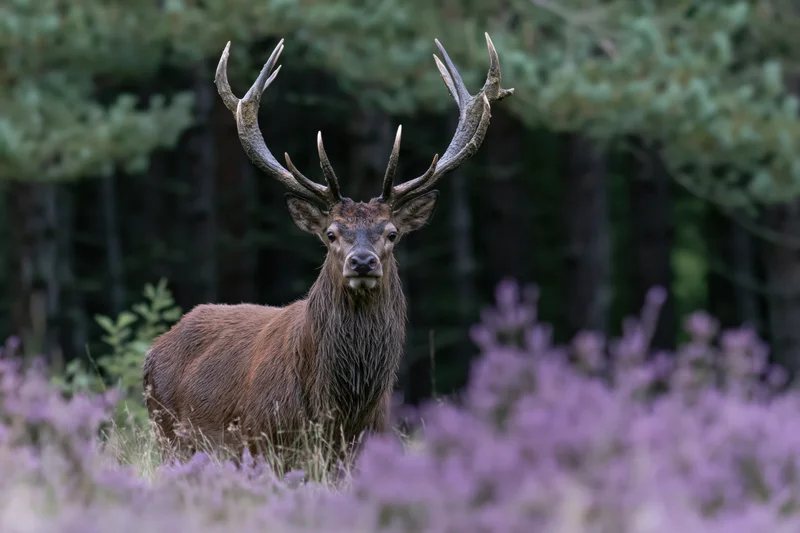 Red deer stag standing alert in a field of purple heather in a forest