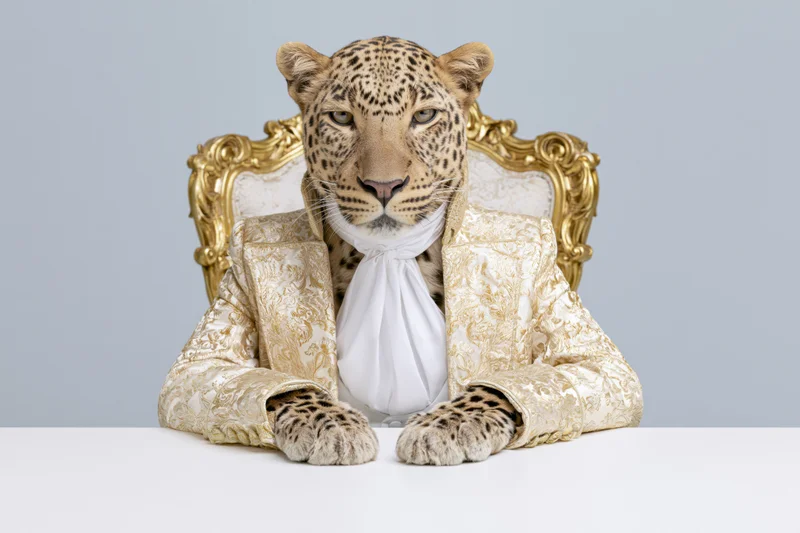 Leopard in ornate gold and ivory brocade jacket seated at table in front of golden chair