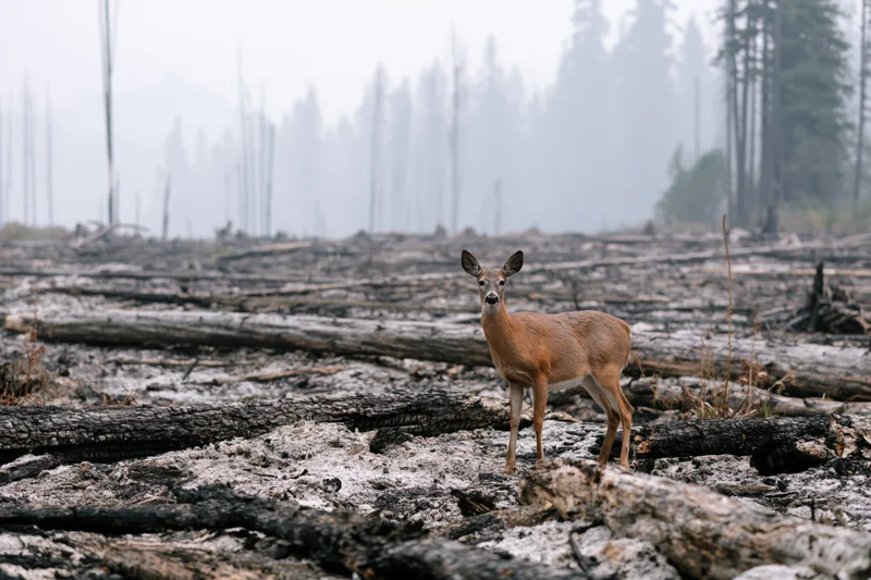 White-tailed deer standing still among charred logs in a burned forest landscape