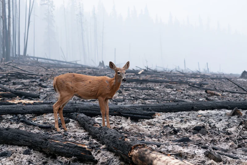 White-tailed deer standing still among charred fallen logs in a smoke-filled burned forest