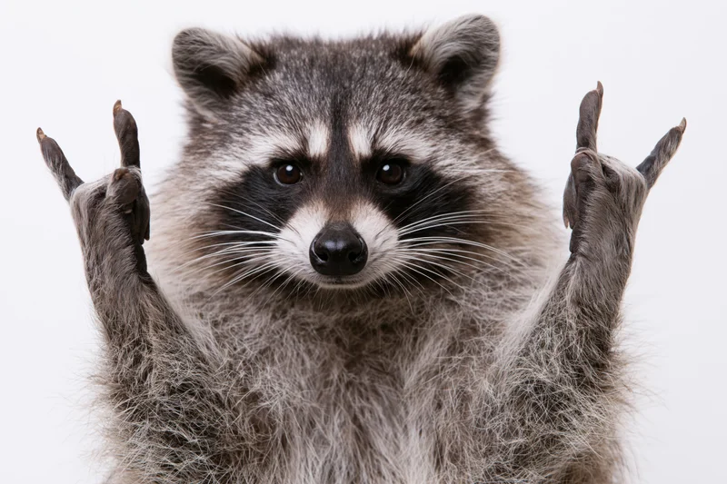 Raccoon facing camera with front paws raised in gesture against white background