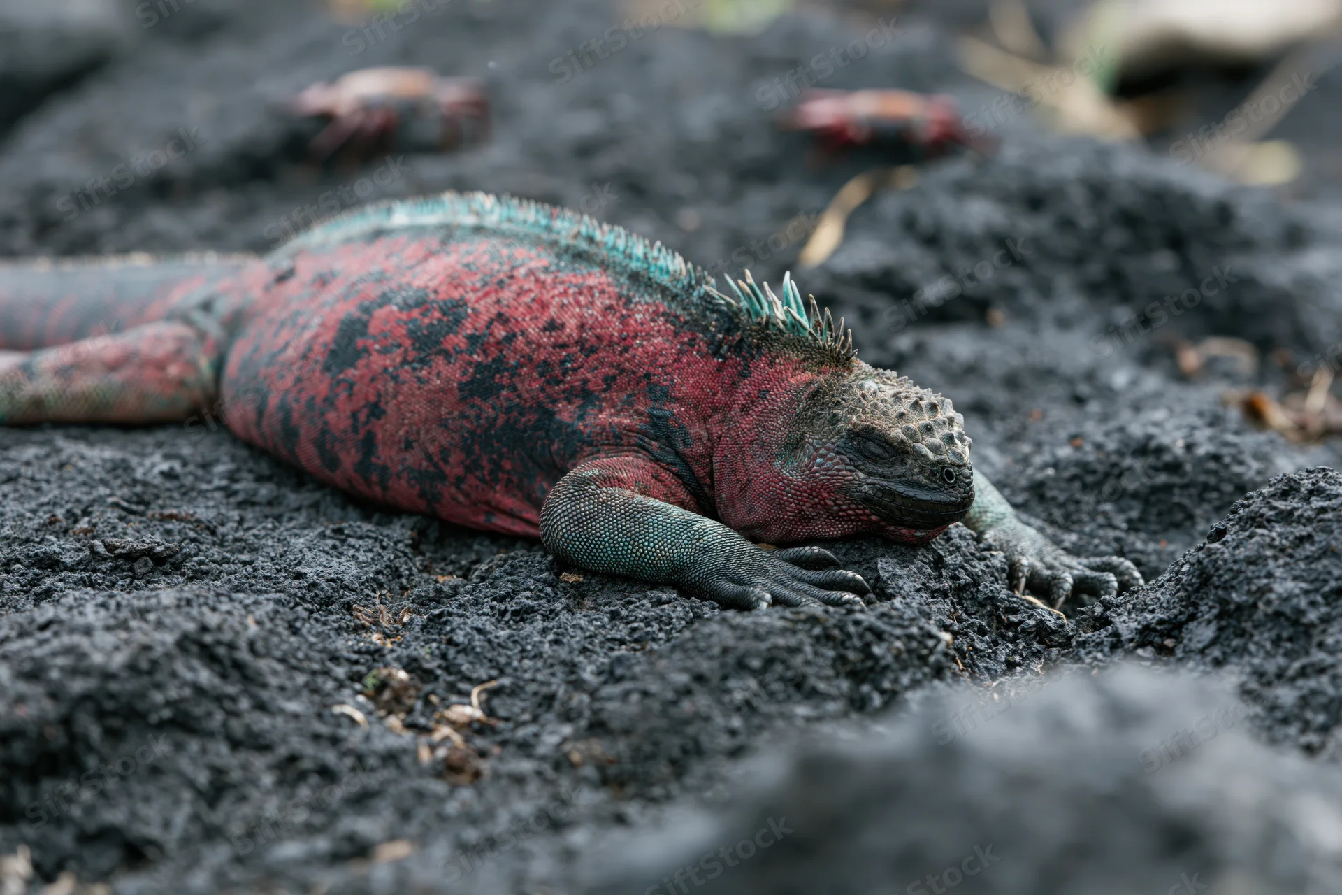 Red and teal galapagos marine iguana resting motionless on black volcanic rock