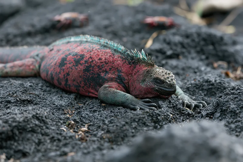 Red and teal galapagos marine iguana resting motionless on black volcanic rock