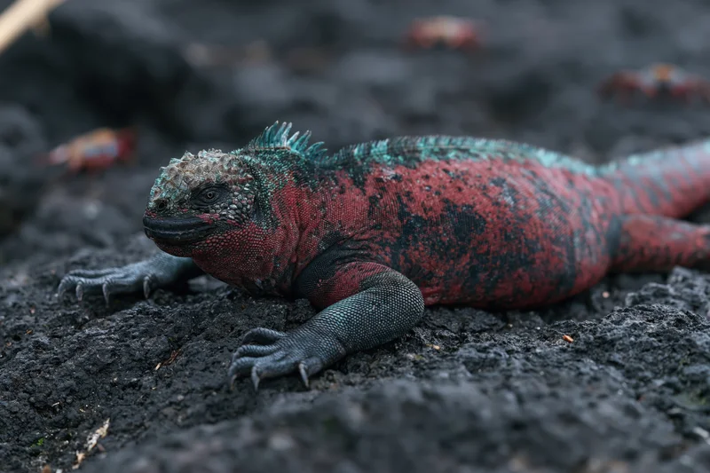 Red and teal galapagos marine iguana resting motionless on dark volcanic rock